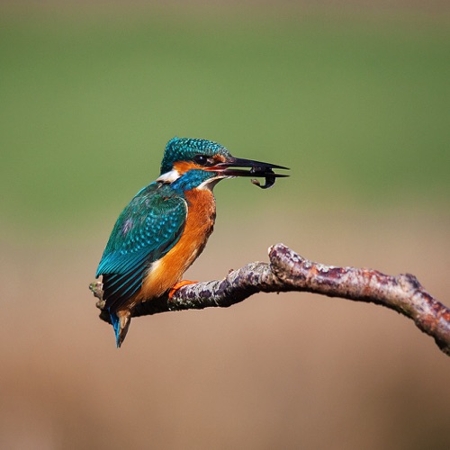 Kingfisher with Fish.jpg